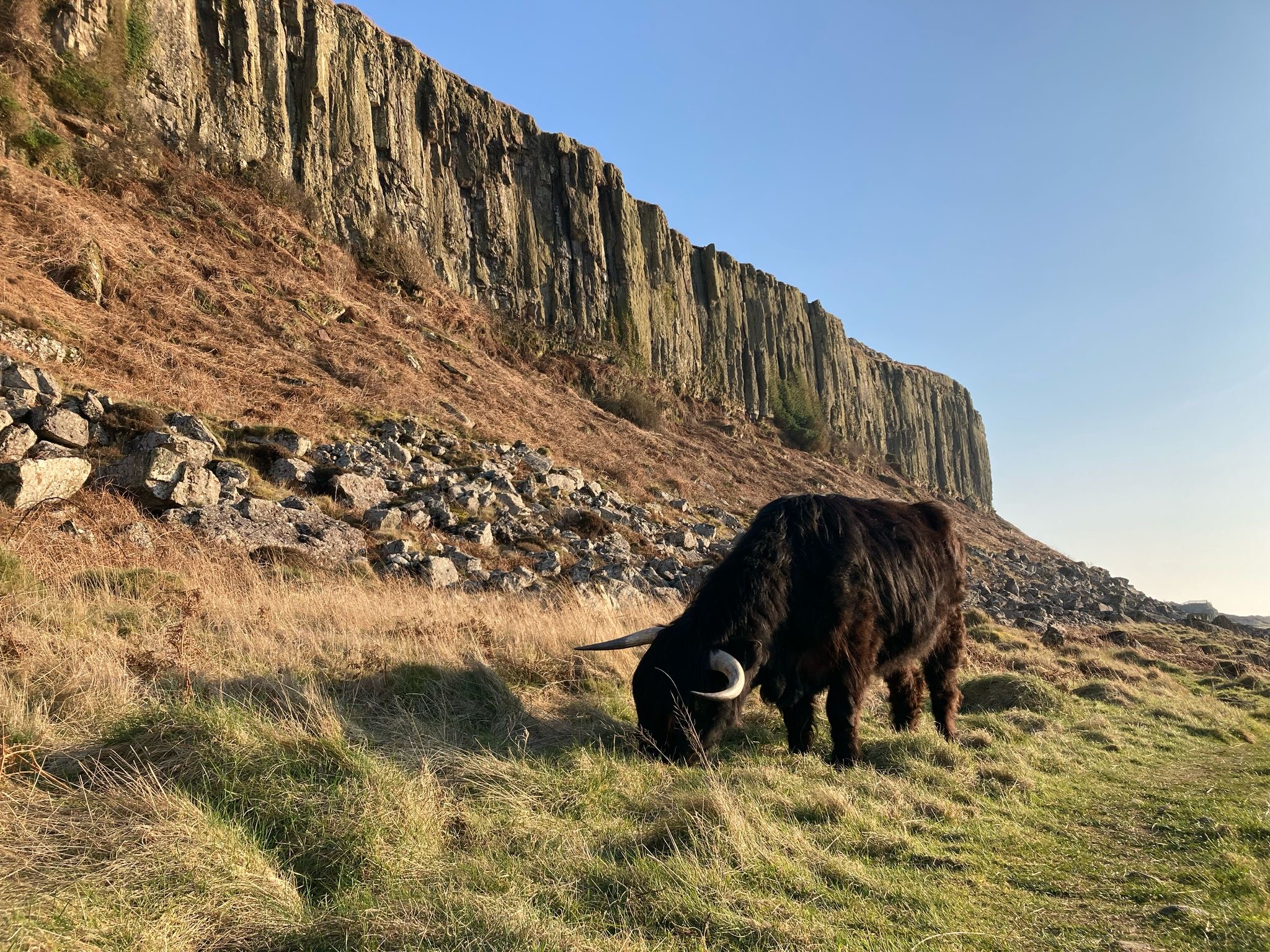 A photograph of a highland cow in a rural landscape in Scotland
